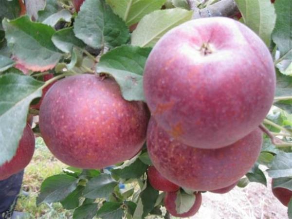 eriinde B3 vitamini, karbonhidrat, potasyum, lif ve pektin bulunur