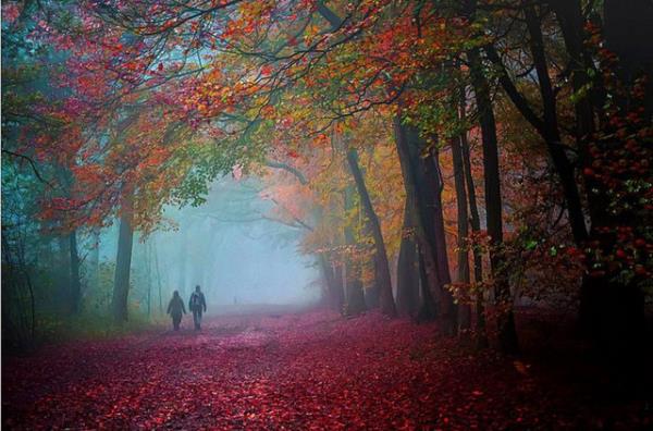 Sisli bir 16 Kasm sabahnda, Hollandal fotoraf Ton Jeune bu harika doada yry yapan ifti fotoraflam. Renkler, dklen yapraklar ve yry yapan iftin harika uyumuna, sisli yry adn vermi.