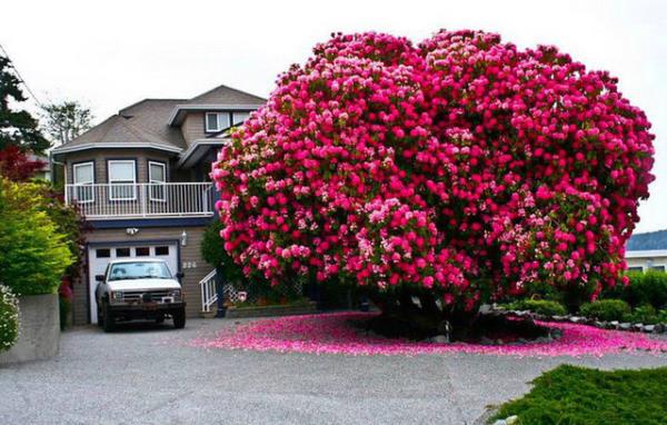 Dnyann en gzel aac bu olabilir mi? Tam 125 yandaki bu ormangl aacnn fotorafn Reddit kullancs smartforever paylam.