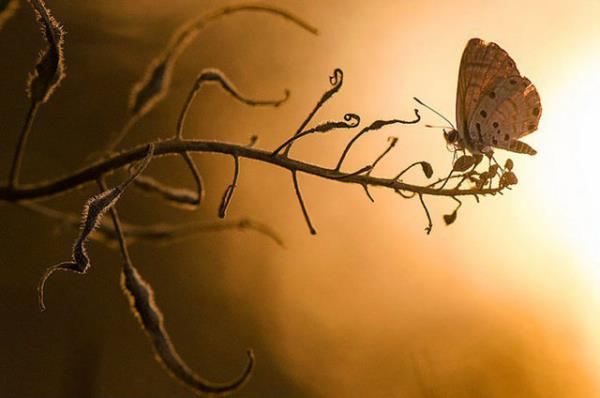srail'in Hod ha'sharon ehrinde, fotoraf Toni Guetta'nn ektii gnbatm ve kelebek temal makro ekim gnn fotoraf olmay hakediyor. Kelebein rengi, aacn dallarnn kelebekle ve gnbatmyla ahengi. Olduka etkileyici.