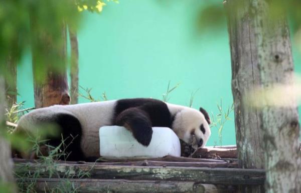 <p><b>Eyl�l</b></p>  Devasa bir panda Do�u �in'de b�y�k bir buz blo�u ile serinlerken