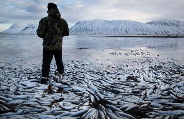 <p><b>�ubat</b></p>  �zlanda'n�n Snaefellsnes yar�madas�ndaki Kolgrafafjordur fiyordunda suyun �zerinde duran �l� Ringa bal�klar�