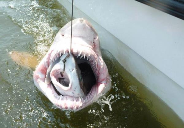 ABD'nin Delaware k�rfezinde, Delaware �niversitesi'nden ara�t�rmac�lar pamuk bal���n�n yuttu�u k�pekbal���n� ��kar�yor