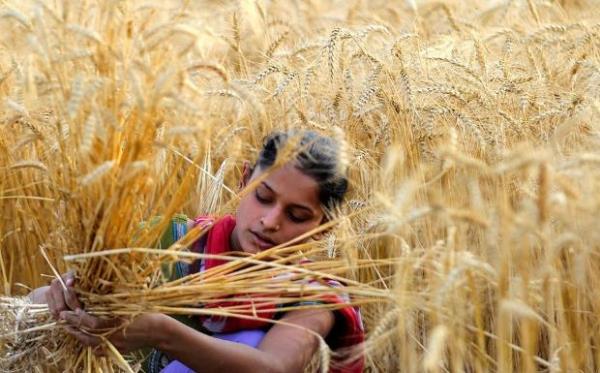 <p><b>Nisan</b></p>  Hindistan'�n Allahabad kenti yak�n�nda �ekilen foto�rafta bu�day tarlas�n� hasat eden bir kad�n g�r�l�yor