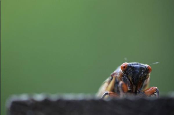 <p><b>May�s</b></p>  Virginia'da g�r�len bir a�ustos b�ce�i.