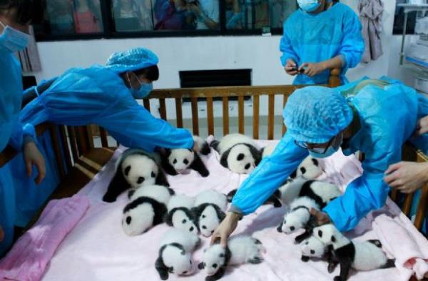 <p><b>Eyl�l</b></p>  �in'in Sichuan b�lgesindeki bir ara�t�rma merkezinde panda yavrular�