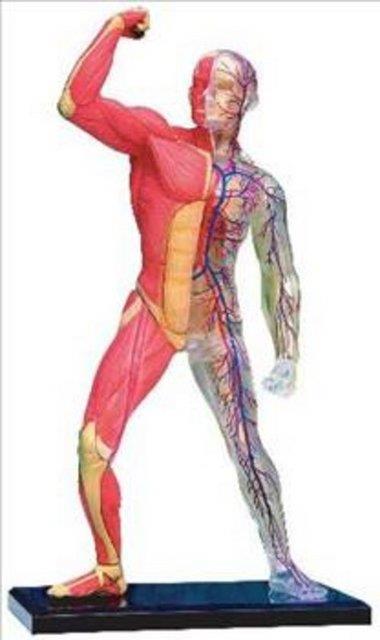 1. lmden sonra  gn iinde akam yemeinizi tmenize yardmc olan enzimler sizi yok etmeye balar. Bozulmu hcreler bakteriler iin besin kayna olacak ve vcudunuz ksa bir sre iinde ryecek.