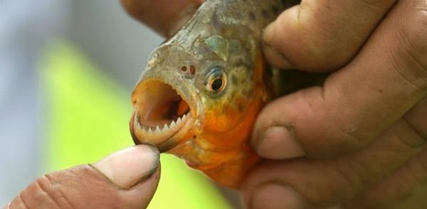 Vcutlarnda kesikler oluan pirana madurlar hastanelerde tedavi altna alnd.