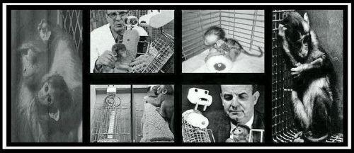 "Maymunlar nasl sevebilirsiniz?" Bu korkun deneyler, hayvan haklar hareketinin arkasndaki itici g olarak bilinir ve bu sayede bu tr korkun deneyler son bulmutur.