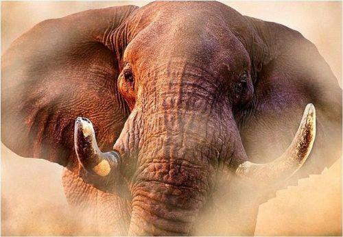 Filler zerinde kullanlan LSD 1962 ylnda, Oklahoma City'de bulunan Lincoln hayvanat bahesi direktr, Warren Thomas, Tusko isimli bir file bir insana verilebilecek LSD dozajnn 3000 katn enjekte etti.