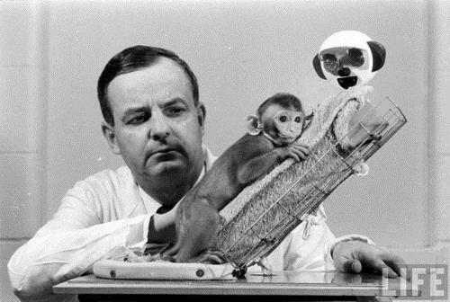 aresizlik Kafesi Psikolog Harry Harlow, sevgi kavram zerine takntl bir hale gelmiti. Fakat bu taknts, sevgi zerine ark ya da iir yazmak gibi bir ey deildi.