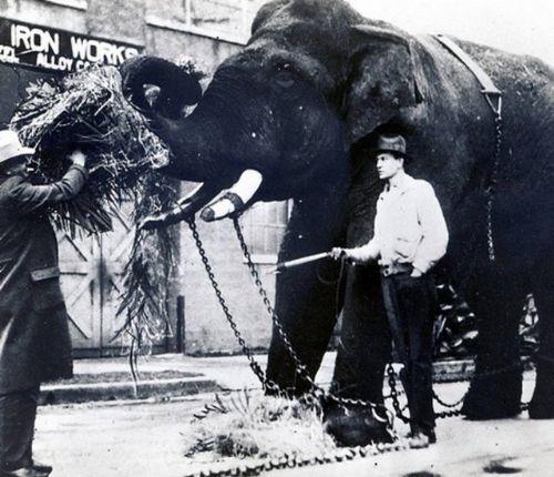 Deney, LSD'nin cinsel saldrganlk ve delilik diye adlandrlabilecek "musth" etkisini lmeyi hedefliyordu. Ar dozda LSD enjekte edilen Tusko, bu ilemden ksa bir sre sonra yere ykld ve titreyerek ld.