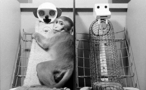 Bu konu onu ruhen hasta durumuna getirdi ve 1970'li yllarda maymunlar zerinde etik olmayan deneyler yapt.