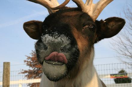 En ilgin hayvan resimleri bu galeride.