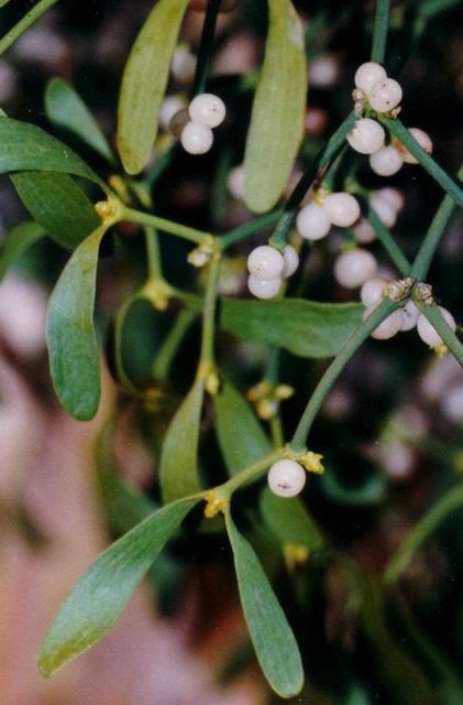 <b>Bur (kseotu):</b> Ba ars, ortostatik hipotansiyon, yksek ate, gs ars, alerjik reaksiyonlar ve titremelere yol aabilir.