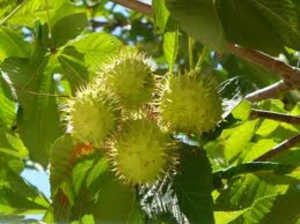 Ak yaralarda emboli ve trombozis riski vardr. Kronik bbrek ve safra kesesi rahatszlklarnda dikkatli kullanlmaldr.