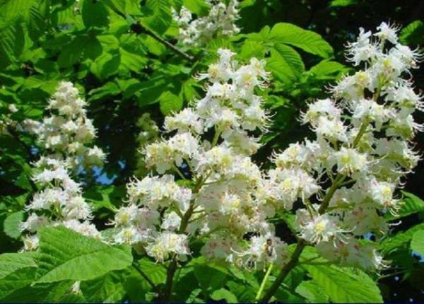 <b>At kestanesi:</b> Mide barsak ikayetleri, baars, vertigo, kant ve alerjik reaksiyonlar oluabilir