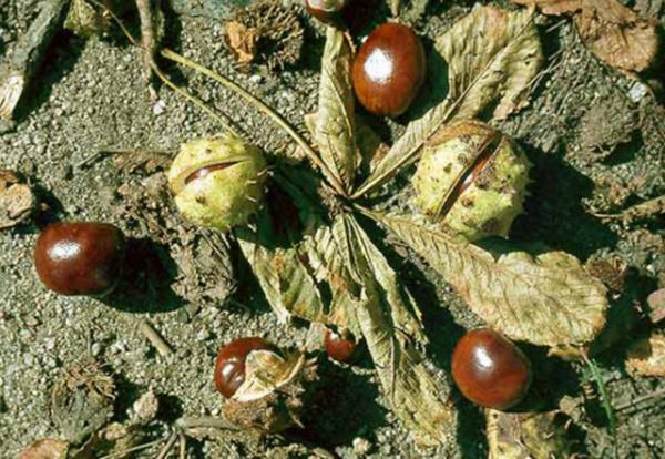 A, D, E ve K vitaminlerinin emilimini azaltr. Kann phtlamasn nleyen maddeler, fenopirazon, kalp yetersizlii ve ritm bozukluklarnn tedavisinde etkili digoksin ile kullanlmamaldr.