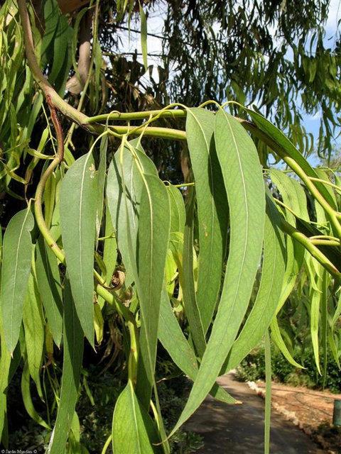 <b>Teke otu (Azgn Teke Otu):</b> Kapsller ve tabletler deiik dozajlarda satlmaktadr. Yksek dozlarda kullanm terlemeye ya da hararete neden olabilir.