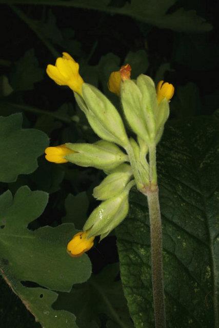 Doz amnda mide rahatszlklar, kusma veya diyare grlebilir. Alerjik reaksiyonlara neden olabilir.