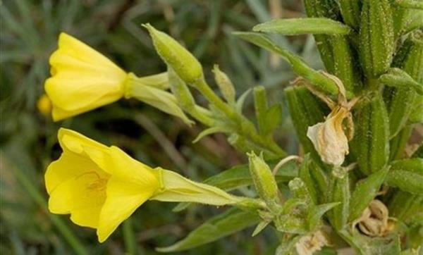 <b>uhaiei:</b> 18 yan altndaki ocuklarda, hamilelerde ve emziren annelerde gvenlilikle ilgili yeterli veri bulunmadndan kullanlmamaldr.