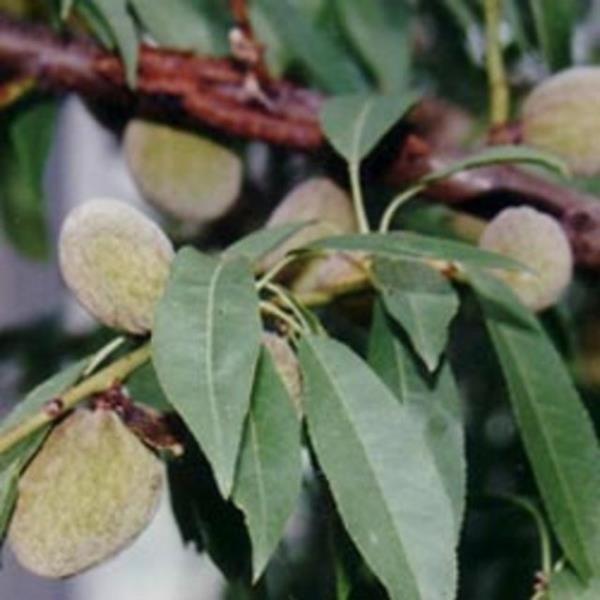 <b>Ac Badem:</b> Tohumlar tad amigdalinden dolay potansiyel siyanr etkisi yapabileceinden hangi formda olursa olsun gvenli saylmamaktadr. Azdan alndnda oluacak etki, kas veya damar yoluyla oluacak etkiden daha iddetlidir.