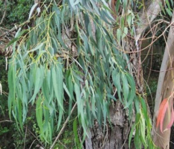 <b>Okaliptus:</b> 30 ayn altndaki bebeklerde ieriinde bulunan "sineol" isimli madde, grtlakta kontrolsz veya istemsiz kas kaslmasna yol aabilecei iin kullanlmamaldr.