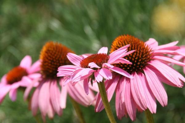 Ajans ayrca baklk sistemini uyarc etkisi nedeniyle ilerleyici sistemik bozukluklarda, baklk sistemi hastalklarnda, baklk sistemi yetersizliinde, akyuvar sistemi hastalklarnda kullanlmamasn nermektedir.