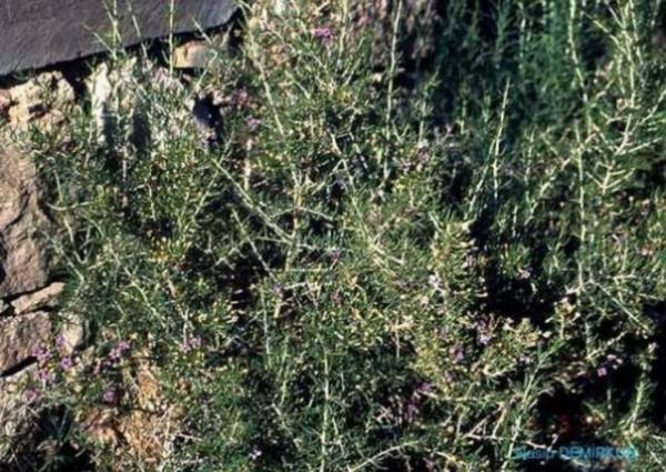 <b>Tekedikeni (Sincan dikeni):</b> rtiker benzeri alerjik reaksiyonlar geliebilir. Hamilelerde ve emziren annelerde gvenlilikle ilgili yeterli veri bulunmadndan kullanlmamaldr.