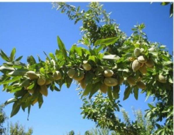 Gz bebei bymesi, ba dnmesi, gz kapaklarnn kapanmas, uyuukluk, ba ars, nefes alp vermede hzlanma, kas zayflamas, midede ar, bulant ve kusma oluur.