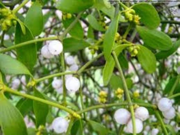 Hastada yksek ate olduunda tedavi kesilmelidir.Tedavi edici dozun stnde meyvelerin kusturucu zelliinden dolay ocuklarda lme neden olabilir.