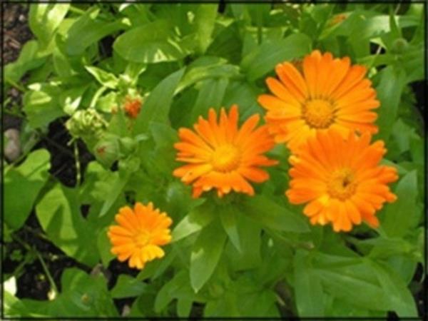 <b>Nergiz (Aynisefa):</b> Kontakt dermatit oluabilir, ar duyarlk reaksiyonlar geliebilir. 12 ya alt ocuklarda gvenlilikle ilgili yeterli veri olmadndan kullanlmamaldr. Hamile ve emzirenlerde kullanlmas nerilmez.