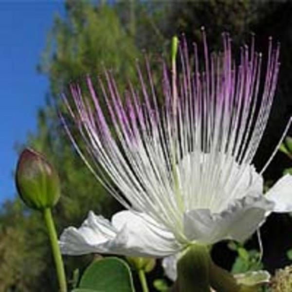 Doz am durumunda kramp benzeri mide barsak ikayetler ve laksatif etki oluabilir. Uzun sreli kullanmda bata potasyum iyonlar olmak zere elektrolit kaybna neden olabilir.