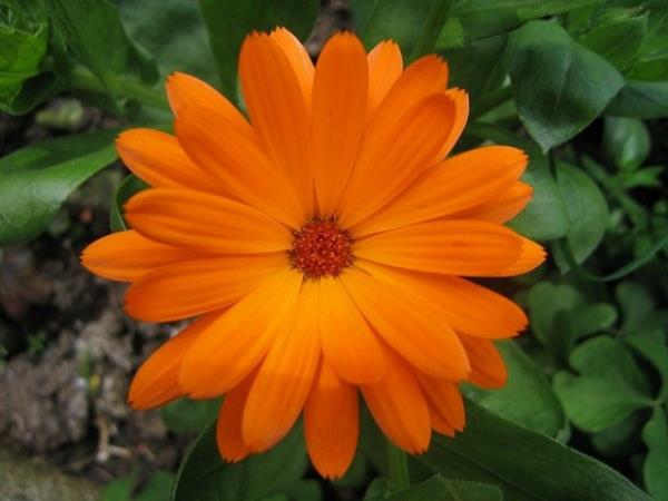 Cilt enfeksiyonu belirtileri grlrse bir doktorla temasa geilmelidir.