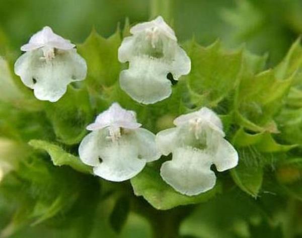 <b>Oulotu (Melisa, limonotu, kovanotu):</b> 12 yan altndaki ocuklarda, hamilelerde ve emziren annelerde gvenlilikle ilgili yeterli veri bulunmad iin kullanlmamaldr. Ara ve makine kullanan kiilerce dikkatli alnmaldr.