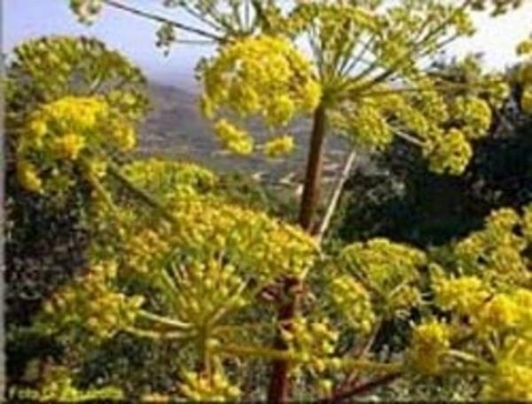 Dolaysyla yapraklar veya kabuklar tbbi gzetim olmadan gebelikte veya emzirme dneminde veya ocuklarda kullanlmamaldr.