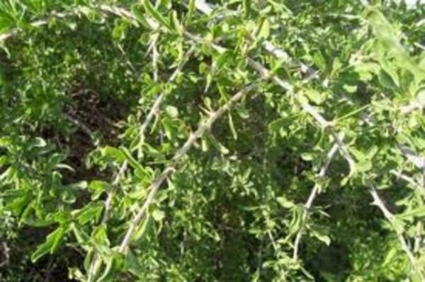 Ameliyatlardan nce genel veya lokal anestezikler ile oluabilecek muhtemel etkileimler belirlenmeli ve mmknse bitkisel ilacn kullanm kesilmelidir.