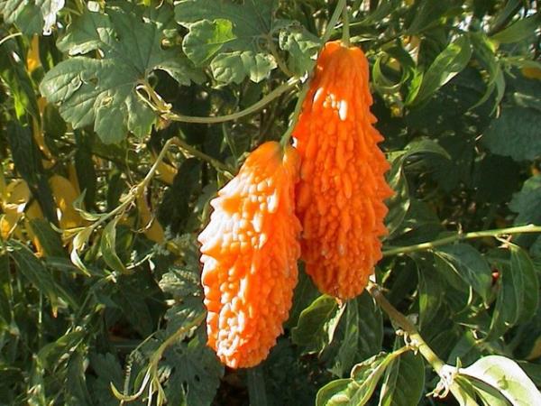 <b>Kudret nar:</b> Geleneksel kullanmda ve bilimsel almalarda bitkinin dk yaptrc etkisinin olduu bildirilmitir.