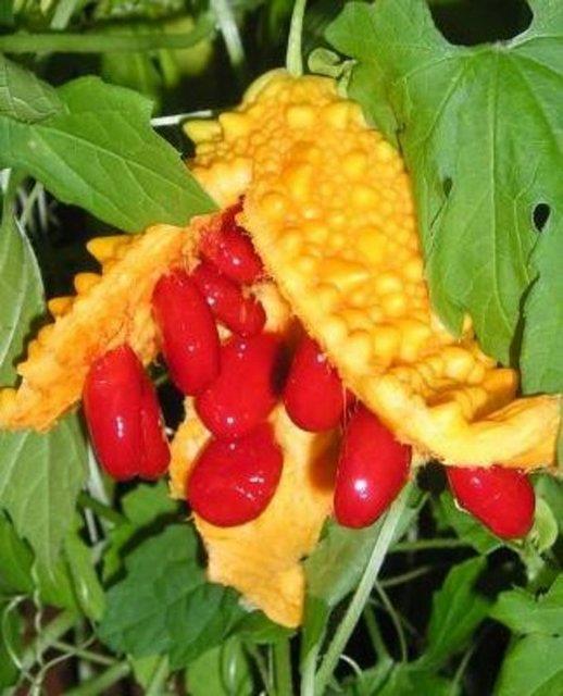 Hipoglisemik koma, ocuklarda konvlziyon, favizm tr belirtiler, ba ars, farelerde dourganln azalmas ve deney hayvanlarnda gama-glutamiltransferaz ile alkalin fosfataz seviyelerinde art yan etkileri olarak kaydedilmitir.