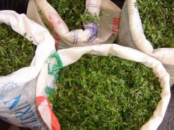 Enjeksiyon halinde uygulanmas titreme, ate ve kas gszlyle ilikidir.