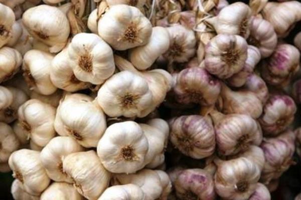 <b>Sarmsak:</b> Mide barsak sisteminde ikayete yol aar, alerjik dermatit ve alerjik astm ile kanama riskini artrr, kann phtlama sresini uzatr.