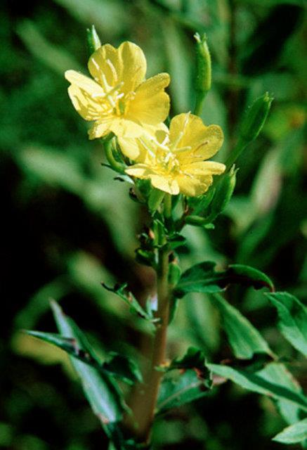 Kullanm srasnda solunum gl, ate ve iltihapl balgam oluursa derhal bir doktorla temasa geilmelidir.
