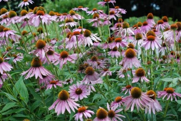 Gebelikte kullanmyla ilgili olarak snrl veri bulunmaktadr.