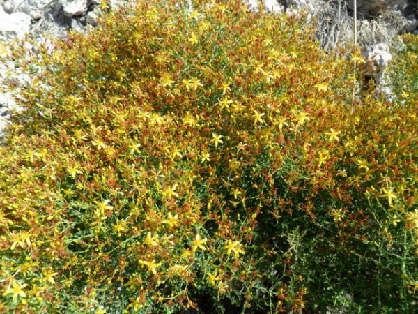 Duyarl kiilerde bilin kayb oluabilir.