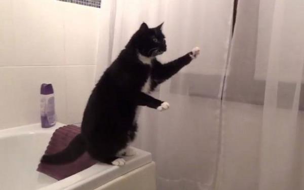 Aynada yansmasn gren kedi