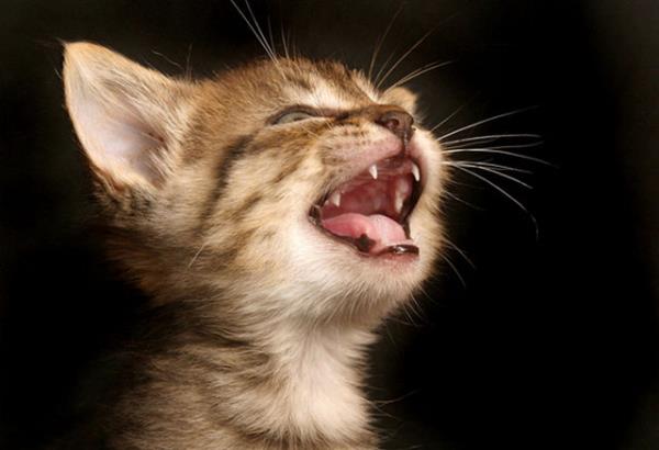 Miyavlamaya alan sevimli yavru kedi