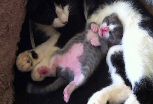 Uyurken dans eden kedi