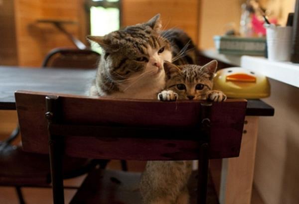 Maru'nun kedisi, Hana Maru, seni dahi! Senden baka hangi kedi, kendine ait bir kedi ister?