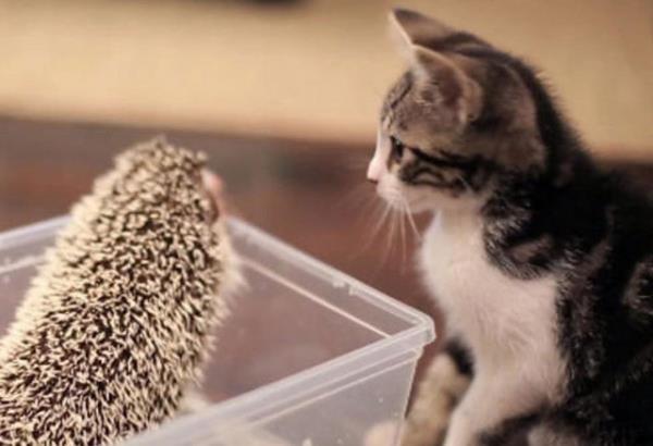 "Tantn kimse garip ve dikenli olduunda, onlar koklamakta kesinlikle bir sorun yoktur ama sokulup yatmay denememelisin."