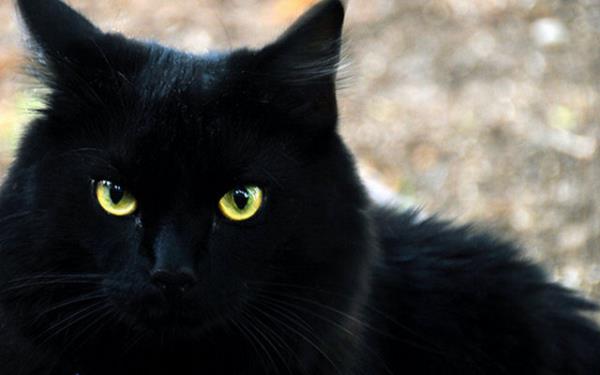  gezisinden 6 ay sonra dnen sahibini gren kedi